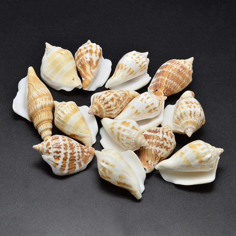 Natural Shell Beads 20-30mm, 4pcs