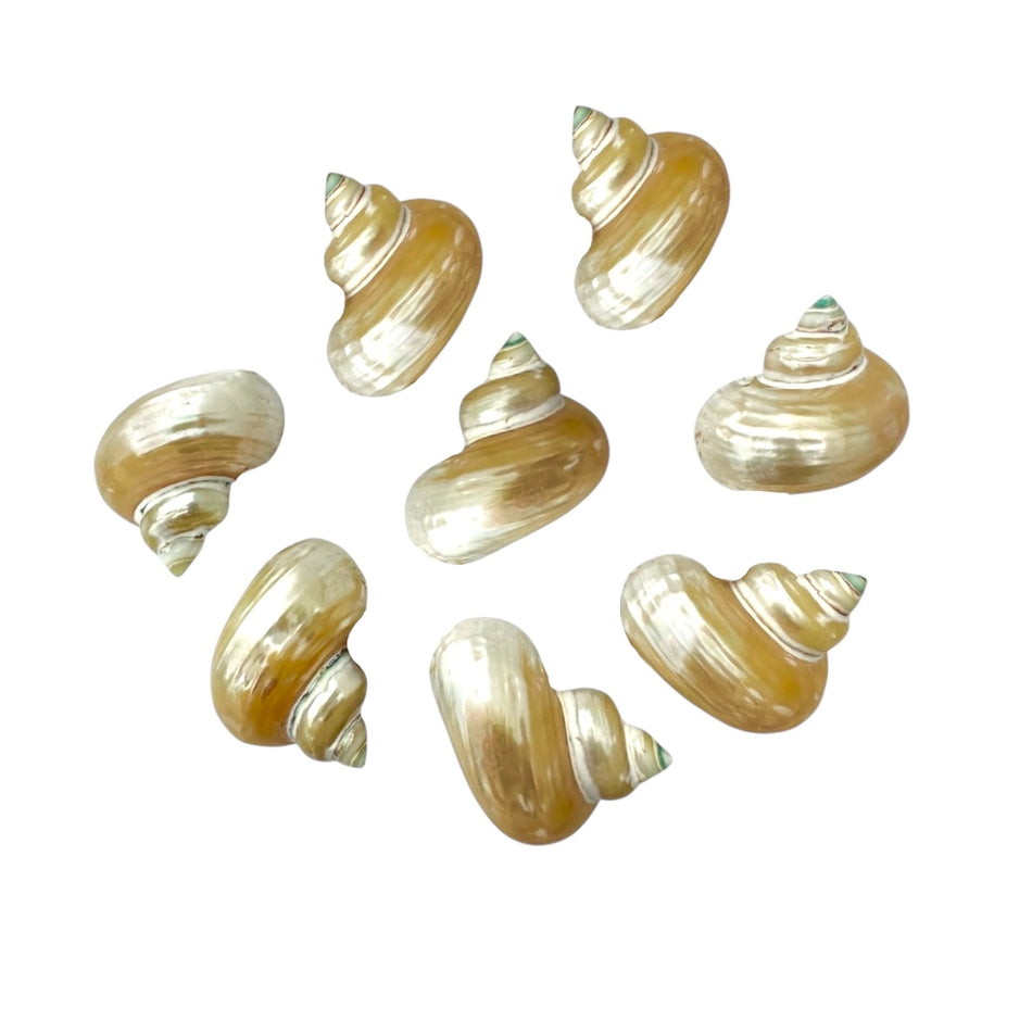 Natural Shell Bead, 1pc 28-30mm